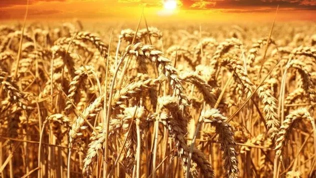 Ціна на пшеницю в Україні сьогодні: актуальна вартість за тонну