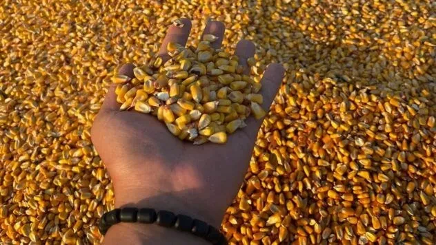 Ціна на кукурудзу сьогодні: що відбувається з вартістю зерна